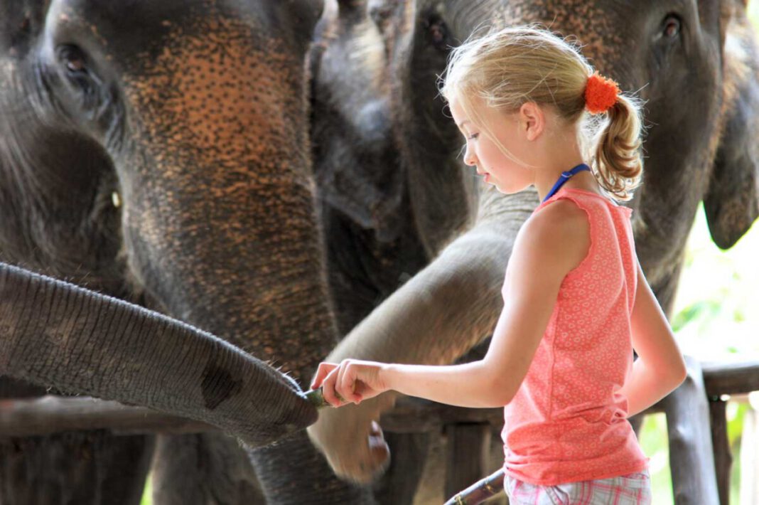 Elefanten hautnah erleben im Elephant-Hills-Camp