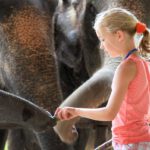 Elefanten hautnah erleben im Elephant-Hills-Camp