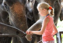 Elefanten hautnah erleben im Elephant-Hills-Camp