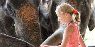 Elefanten hautnah erleben im Elephant-Hills-Camp