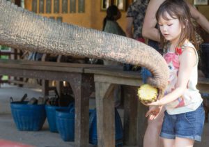 Elefanten hautnah erleben im Elephant-Hills-Camp