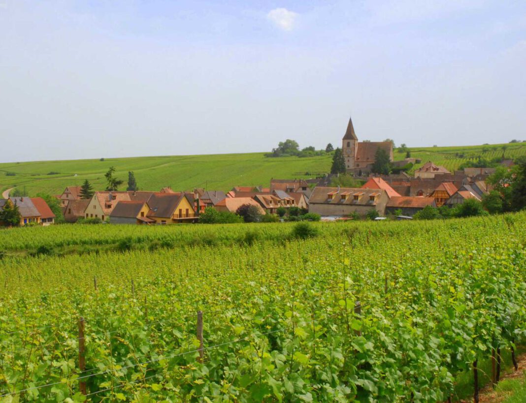 Elsass: Wein für Feinschmecker - Reisebericht Teil 2