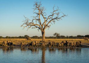 Flucht aus der Kälte - in Afrika nun Sonne tanken