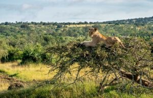 Flucht aus der Kälte - in Afrika nun Sonne tanken