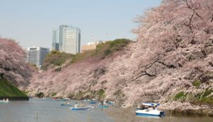 Faszination Tokyo: Schwelgen unter Kirschblüten