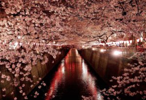 Faszination Tokyo: Schwelgen unter Kirschblüten