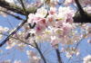 Faszination Tokyo: Schwelgen unter Kirschblüten