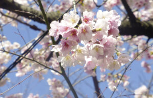 Faszination Tokyo: Schwelgen unter Kirschblüten