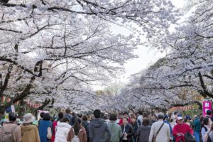 Faszination Tokyo: Schwelgen unter Kirschblüten