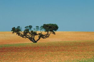 Geheimtipps für Portugal: Alentejo - Portugals Hinterland