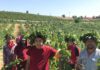 Türkischer Wein aus Elmali bei AntalyaTürkischer Wein aus Elmali bei Antalya