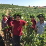 Türkischer Wein aus Elmali bei AntalyaTürkischer Wein aus Elmali bei Antalya