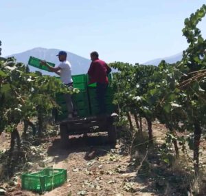 Türkischer Wein aus Elmali bei AntalyaTürkischer Wein aus Elmali bei Antalya