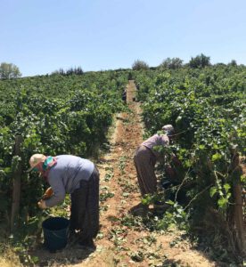 Türkischer Wein aus Elmali bei AntalyaTürkischer Wein aus Elmali bei Antalya