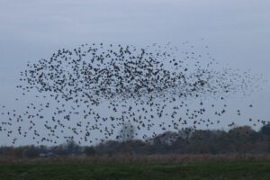 Rømø: Auf Austern-Safari im Watt