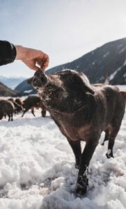 Der Valserhof - Genuss wird hier garantiert