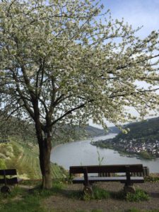 Gewinnen Sie eine Auszeit in Lorch im Rheingau