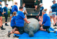 SeaWorld: Mehr als 40.000 gerettete Tiere seit 1965