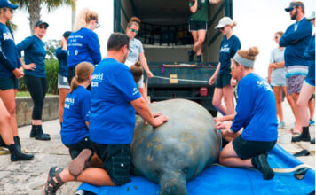 SeaWorld: Mehr als 40.000 gerettete Tiere seit 1965