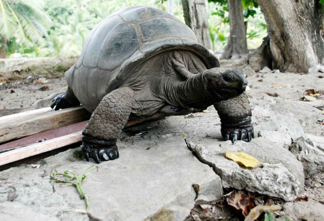 Esmeralda, älteste Riesenschildkröte der Welt: Was ermöglicht ein langes Leben und verändern sich die Seychelles