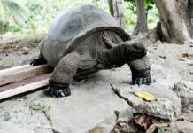 Esmeralda, älteste Riesenschildkröte der Welt: Was ermöglicht ein langes Leben und verändern sich die Seychelles