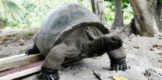 Esmeralda, älteste Riesenschildkröte der Welt: Was ermöglicht ein langes Leben und verändern sich die Seychelles
