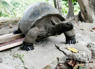 Esmeralda, älteste Riesenschildkröte der Welt: Was ermöglicht ein langes Leben und verändern sich die Seychelles
