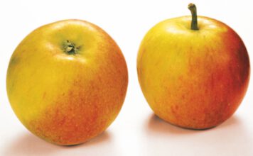 Apfelsorten ABC: Äpfel richtig lagern & Äpfel für Diabetiker