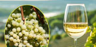 Cabernet Blanc, Solaris, Souvignier Gris die wichtigsten PIWI-Sorten für Weinfreunde