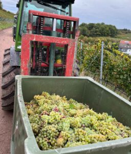 Golfen und genießen in den Weinbergen: Heitlinger Genusswelten