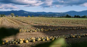 Gewinnen Sie das Lebenselixier aus der Steiermark