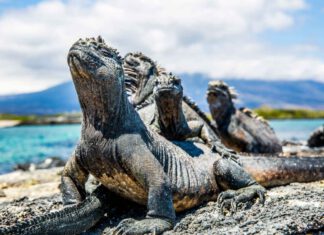 Mit neuer Designjacht die Galapagosinseln erkunden
