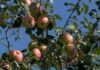 Vom Apfel zum Apfelsaft, foto VdF