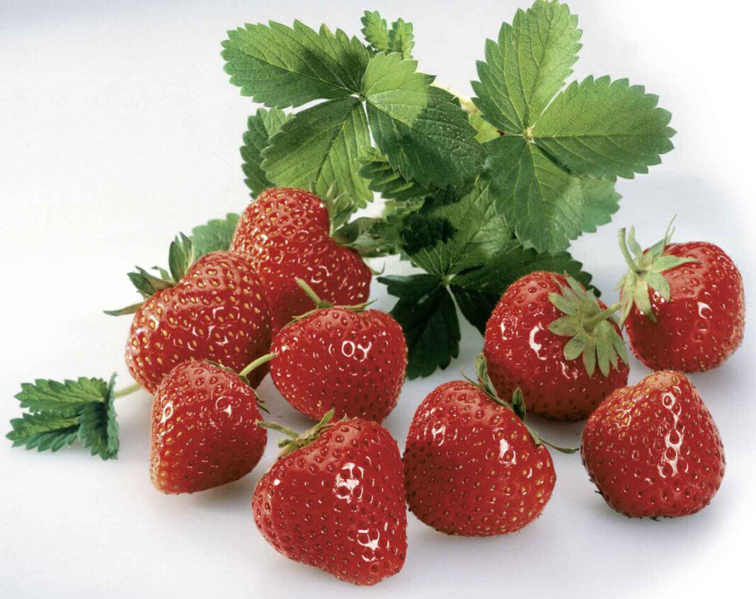 Erdbeeren: Sinfonie in Rot, foto GRArchiv-CMAa