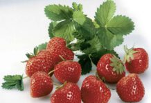 Erdbeeren: Sinfonie in Rot, foto GRArchiv-CMAa