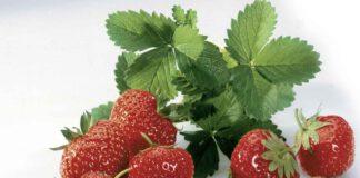 Erdbeeren: Sinfonie in Rot, foto GRArchiv-CMAa