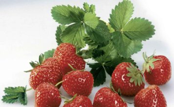 Erdbeeren: Sinfonie in Rot, foto GRArchiv-CMAa