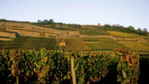 Baden: Winzerkunst und Weinkultur, Foto DWI