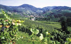 Baden: Winzerkunst und Weinkultur, Foto DWI