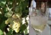 Cava: Meisterstück der Weinkultur