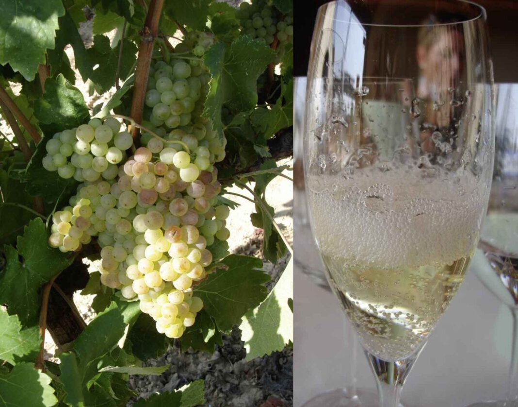 Cava: Meisterstück der Weinkultur