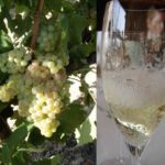 Cava: Meisterstück der Weinkultur