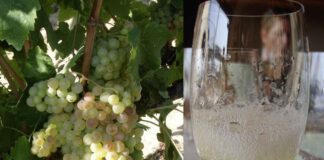 Cava: Meisterstück der Weinkultur