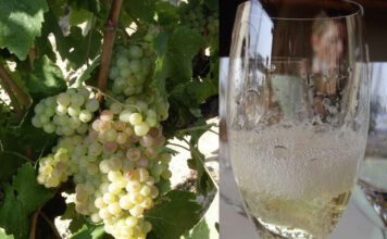 Cava: Meisterstück der Weinkultur