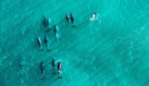 Unterwegs in Westaustralien am South West Wine & Nature Drive foto Tourism Western Australia