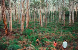 Unterwegs in Westaustralien am South West Wine & Nature Drive foto Tourism Western Australia