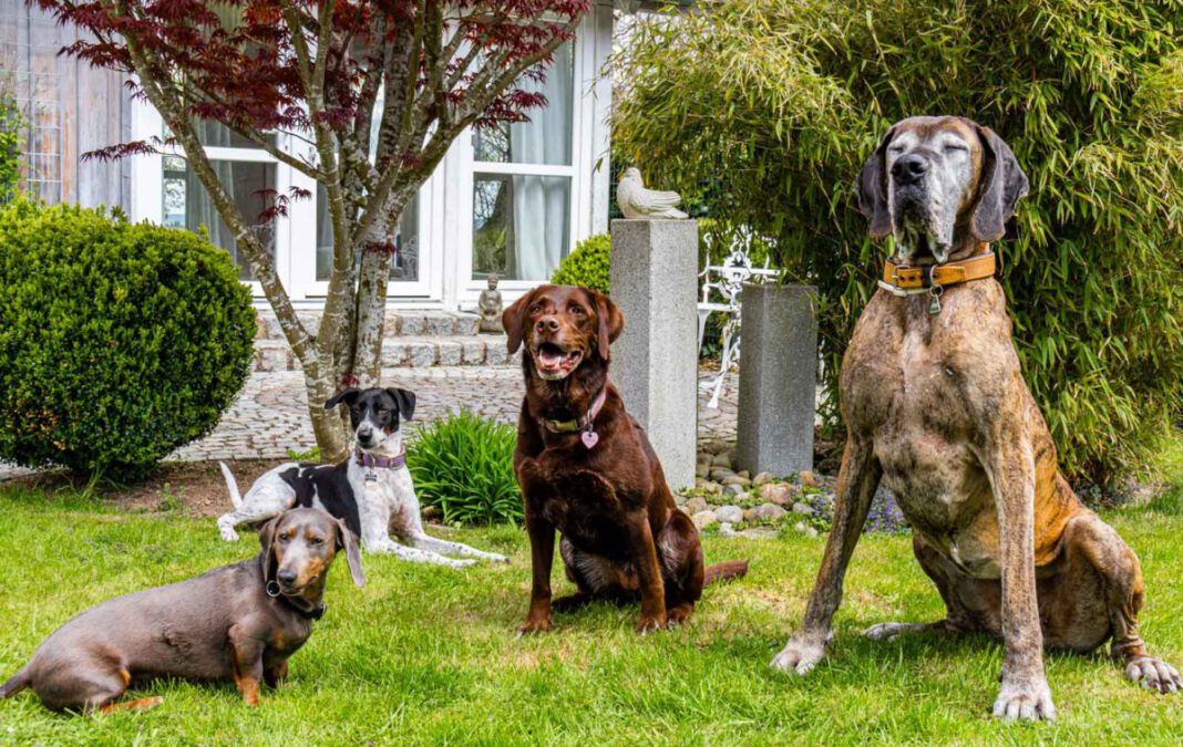 Dog Resort Allgäu: Ferien für Vierbeiner, Foto Dog Resort