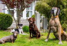 Dog Resort Allgäu: Ferien für Vierbeiner, Foto Dog Resort