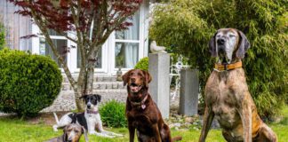 Dog Resort Allgäu: Ferien für Vierbeiner, Foto Dog Resort