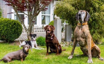 Dog Resort Allgäu: Ferien für Vierbeiner, Foto Dog Resort